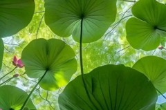 德转列今夏免签身价最贵榜：戴维&萨内领衔，德布劳内&托马斯在列